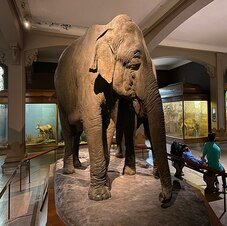 American Museum of Natural History